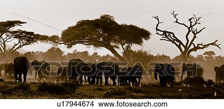 Picture - action, African, acacia, Kenya, Amboseli, activity, Africa. Fotosearch