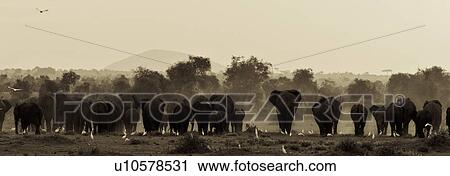 action, African, acacia, Kenya, Amboseli, activity, Africa View Large Photo Image Stock Image - action, African, acacia, Kenya, Amboseli, activity, Africa. Fotosearch