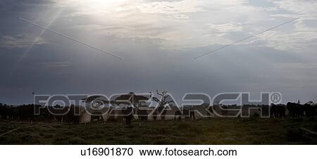 Stock Image - action, African, acacia, Kenya, Amboseli, activity, Africa. Fotosearch