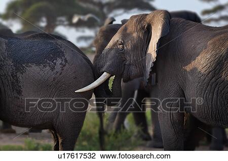 Stock Image - action, African, acacia, Kenya, Amboseli, activity, Africa. Fotosearch