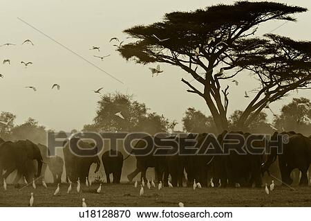 action, African, acacia, Kenya, Amboseli, activity, Africa View Large Photo Image Stock Image - action, African, acacia, Kenya, Amboseli, activity, Africa. Fotosearch