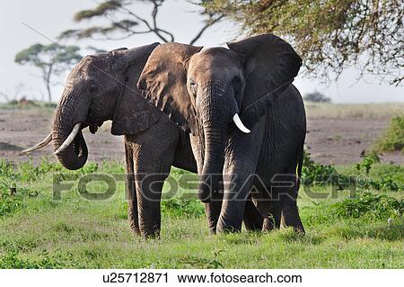 action, African, acacia, Kenya, Amboseli, activity, Africa View Large Photo Image Stock Image - action, African, acacia, Kenya, Amboseli, activity, Africa. Fotosearch