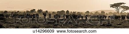 Stock Photo - action, African, acacia, Kenya, Amboseli, activity, Africa. Fotosearch