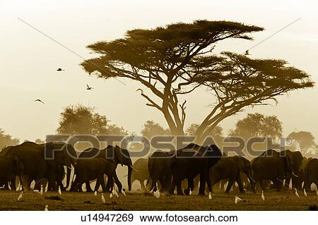 action, African, acacia, Kenya, Amboseli, activity, Africa View Large Photo Image Stock Photo - action, African, acacia, Kenya, Amboseli, activity, Africa. Fotosearch