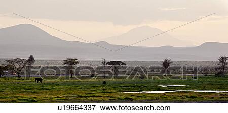 action, African, acacia, Kenya, Amboseli, activity, Africa View Large Photo Image Stock Photo - action, African, acacia, Kenya, Amboseli, activity, Africa. Fotosearch