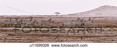 Stock Photograph - action, African, acacia, Kenya, Amboseli, activity, Africa. Fotosearch