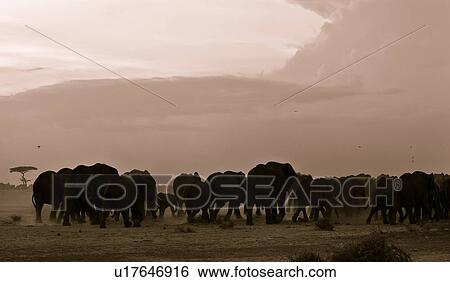 action, African, acacia, Kenya, Amboseli, activity, Africa View Large Photo Image Stock Photograph - action, African, acacia, Kenya, Amboseli, activity, Africa. Fotosearch