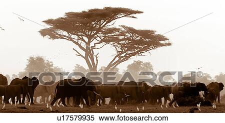 action, African, acacia, Kenya, Amboseli, activity, Africa View Large Photo Image Stock Photography - action, African, acacia, Kenya, Amboseli, activity, Africa. Fotosearch
