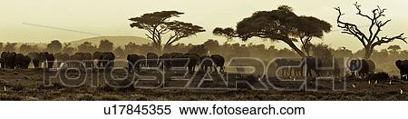 action, African, acacia, Kenya, Amboseli, activity, Africa View Large Photo Image Stock Photography - action, African, acacia, Kenya, Amboseli, activity, Africa. Fotosearch