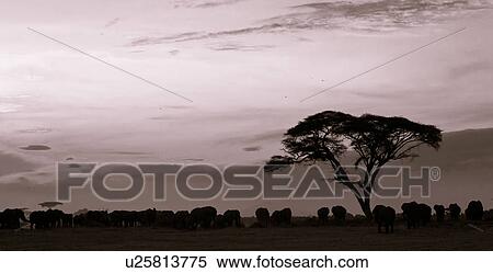 action, African, acacia, Kenya, Amboseli, activity, Africa View Large Photo Image Stock Photography - action, African, acacia, Kenya, Amboseli, activity, Africa. Fotosearch