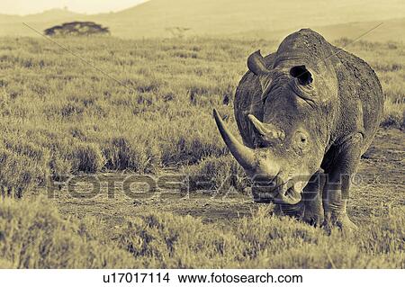 action, African, acacia, Lewa Downs, Kenya, activity, Africa View Large Photo Image Picture - action, African, acacia, Lewa Downs, Kenya, activity, Africa. Fotosearch