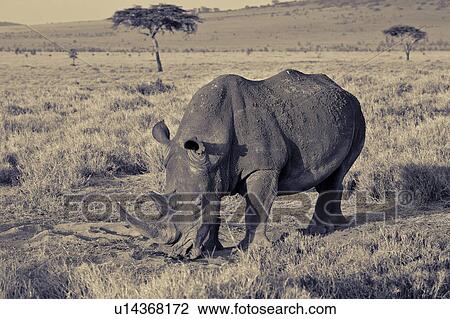 action, African, acacia, Lewa Downs, Kenya, activity, Africa View Large Photo Image Stock Image - action, African, acacia, Lewa Downs, Kenya, activity, Africa. Fotosearch