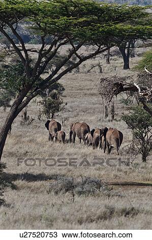 Stock Image - action, African, acacia, Lewa Downs, Kenya, activity, Africa. Fotosearch