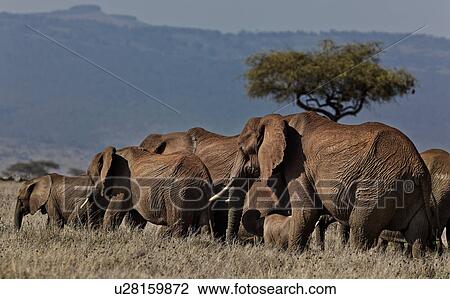 action, African, acacia, Lewa Downs, Kenya, activity, Africa View Large Photo Image Stock Image - action, African, acacia, Lewa Downs, Kenya, activity, Africa. Fotosearch