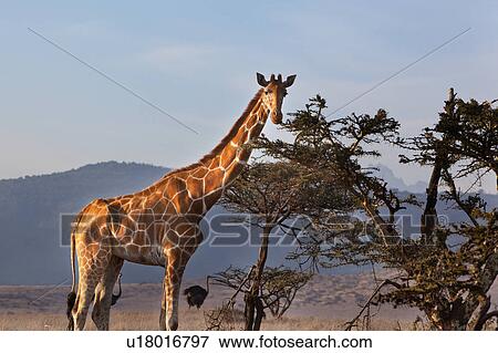 action, African, acacia, Lewa Downs, Kenya, activity, Africa View Large Photo Image Stock Photo - action, African, acacia, Lewa Downs, Kenya, activity, Africa. Fotosearch