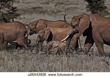 action, African, acacia, Lewa Downs, Kenya, activity, Africa View Large Photo Image Stock Photograph - action, African, acacia, Lewa Downs, Kenya, activity, Africa. Fotosearch