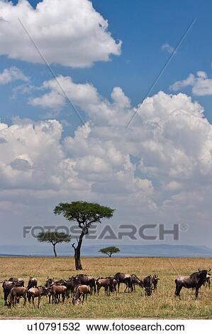 action, African, acacia, Masai Mara, Kenya, activity, Africa View Large Photo Image Stock Image - action, African, acacia, Masai Mara, Kenya, activity, Africa. Fotosearch
