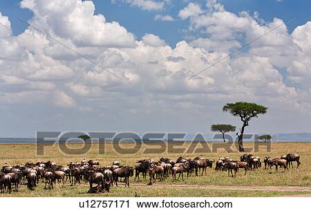 action, African, acacia, Masai Mara, Kenya, activity, Africa View Large Photo Image Stock Image - action, African, acacia, Masai Mara, Kenya, activity, Africa. Fotosearch