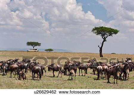 Stock Image - action, African, acacia, Masai Mara, Kenya, activity, Africa. Fotosearch