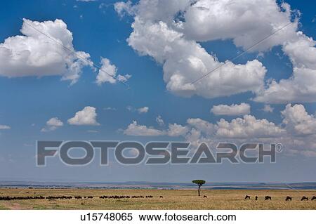 Stock Photography - action, African, acacia, Masai Mara, Kenya, activity, Africa. Fotosearch