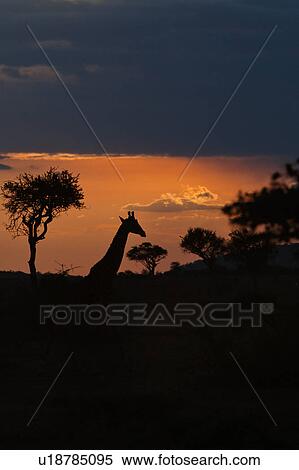 Stock Photography - action, African, acacia, Masai Mara, Kenya, activity, Africa. Fotosearch