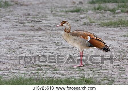 Stock Image - action, African, Kenya, Egyptian goose, Amboseli, activity, Africa. Fotosearch