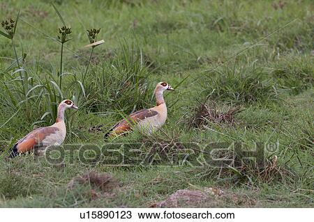 action, African, Kenya, Egyptian goose, Amboseli, activity, Africa View Large Photo Image Stock Image - action, African, Kenya, Egyptian goose, Amboseli, activity, Africa. Fotosearch