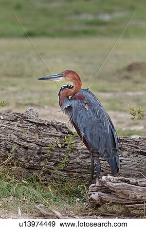 Stock Photo - action, African, Kenya, Goliath Heron, Amboseli, activity, Africa. Fotosearch