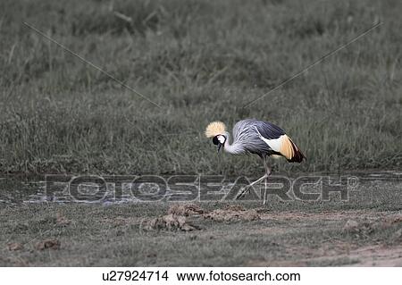 action, African, Kenya, Gray Crowned Crane, Amboseli, activity, Africa View Large Photo Image Picture - action, African, Kenya, Gray Crowned Crane, Amboseli, activity, Africa. Fotosearch