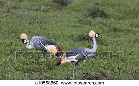 action, African, Kenya, Gray Crowned Crane, Amboseli, activity, Africa View Large Photo Image Stock Image - action, African, Kenya, Gray Crowned Crane, Amboseli, activity, Africa. Fotosearch