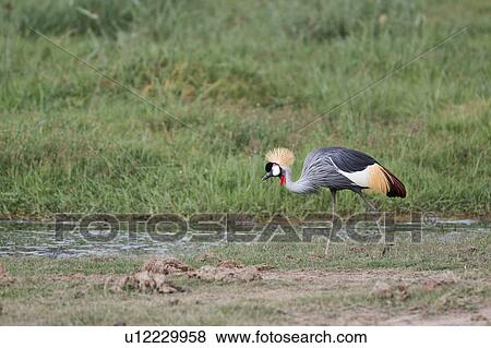 action, African, Kenya, Gray Crowned Crane, Amboseli, activity, Africa View Large Photo Image Stock Photo - action, African, Kenya, Gray Crowned Crane, Amboseli, activity, Africa. Fotosearch