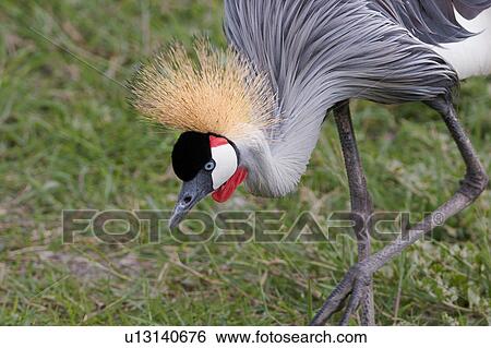 action, African, Kenya, Gray Crowned Crane, Amboseli, activity, Africa View Large Photo Image Stock Photograph - action, African, Kenya, Gray Crowned Crane, Amboseli, activity, Africa. Fotosearch