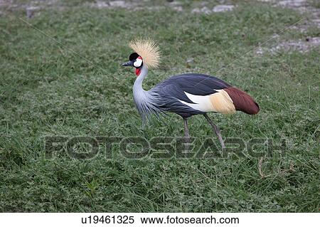 Stock Photography - action, African, Kenya, Gray Crowned Crane, Amboseli, activity, Africa. Fotosearch