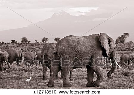 action, African, Kilimanjaro, Kenya, Amboseli, activity, Africa View Large Photo Image Stock Image - action, African, Kilimanjaro, Kenya, Amboseli, activity, Africa. Fotosearch