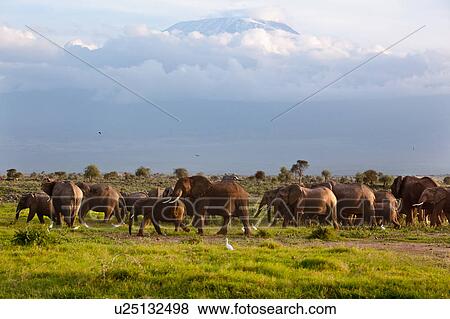 action, African, Kilimanjaro, Kenya, Amboseli, activity, Africa View Large Photo Image Stock Photo - action, African, Kilimanjaro, Kenya, Amboseli, activity, Africa. Fotosearch