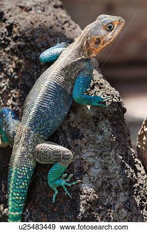 Stock Photo - action, African, Lewa Downs, Kenya, Agama lizard, activity, Africa. Fotosearch