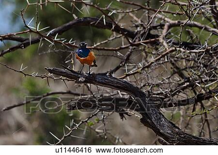 action, African, Lewa Downs, Kenya, Glossy Starling, activity, Africa View Large Photo Image Stock Photograph - action, African, Lewa Downs, Kenya, Glossy Starling, activity, Africa. Fotosearch