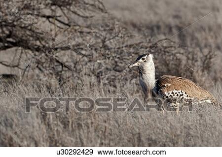 Stock Photo - action, African, Lewa Downs, Kori Bustard, Kenya, activity, Africa. Fotosearch