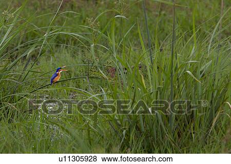 Stock Photo - action, African, Malachite Kingfisher, Kenya, Amboseli, activity, Africa. Fotosearch