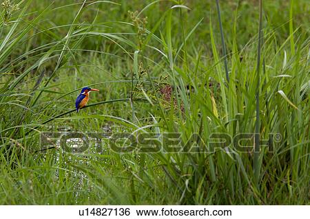 action, African, Malachite Kingfisher, Kenya, Amboseli, activity, Africa View Large Photo Image Stock Photograph - action, African, Malachite Kingfisher, Kenya, Amboseli, activity, Africa. Fotosearch