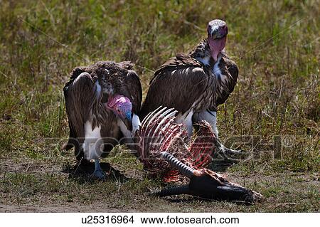 action, African, Masai Mara, Lapid faced vulture, Kenya, activity, Africa View Large Photo Image Picture - action, African, Masai Mara, Lapid faced vulture, Kenya, activity, Africa. Fotosearch