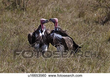 action, African, Masai Mara, Lapid faced vulture, Kenya, activity, Africa View Large Photo Image Stock Image - action, African, Masai Mara, Lapid faced vulture, Kenya, activity, Africa. Fotosearch