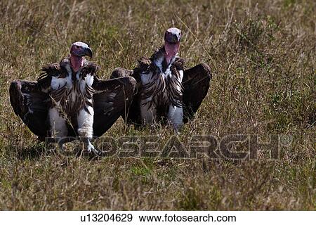 action, African, Masai Mara, Lapid faced vulture, Kenya, activity, Africa View Large Photo Image Stock Photo - action, African, Masai Mara, Lapid faced vulture, Kenya, activity, Africa. Fotosearch