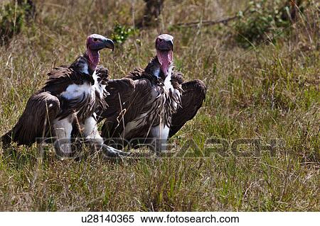 action, African, Masai Mara, Lapid faced vulture, Kenya, activity, Africa View Large Photo Image Stock Photography - action, African, Masai Mara, Lapid faced vulture, Kenya, activity, Africa. Fotosearch