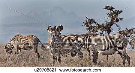 Stock Image - action, African, Mount Kenya, Lewa Downs, Kenya, activity, Africa. Fotosearch
