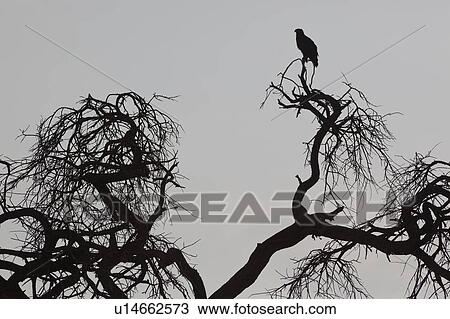 Stock Image - action, African, Tawny Eagle, Kenya, Amboseli, activity, Africa. Fotosearch