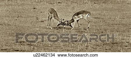 action, African, Thomsons Gazelle, Masai Mara, Kenya, activity, Africa View Large Photo Image Picture - action, African, Thomsons Gazelle, Masai Mara, Kenya, activity, Africa. Fotosearch