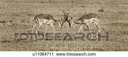 Stock Image - action, African, Thomsons Gazelle, Masai Mara, Kenya, activity, Africa. Fotosearch