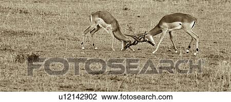 action, African, Thomsons Gazelle, Masai Mara, Kenya, activity, Africa View Large Photo Image Stock Image - action, African, Thomsons Gazelle, Masai Mara, Kenya, activity, Africa. Fotosearch