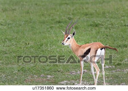 Stock Image - action, African, Thomsons Gazelle, Kenya, Amboseli, activity, Africa. Fotosearch